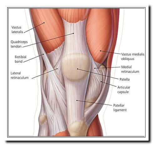 Medical Anatomy Image Chart of Quadriceps Muscles and Tendons